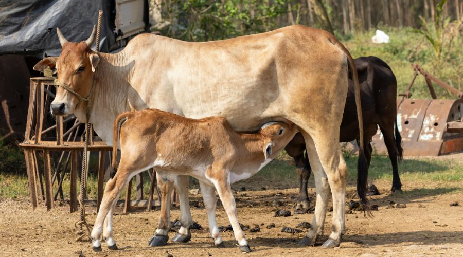 बिहार में दुधारू पशुओं के बांझपन पर सरकार की पहल