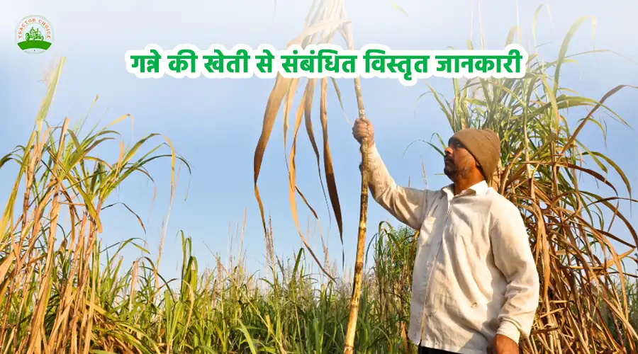 गन्ने की खेती से संबंधित विस्तृत जानकारी