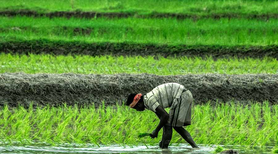 भारतीय कृषि में जैविक खेती की बढ़ती लोकप्रियता की वजह 