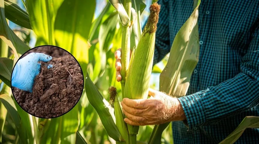Farmer inspecting healthy maize crop with organic compost used for soil enrichment