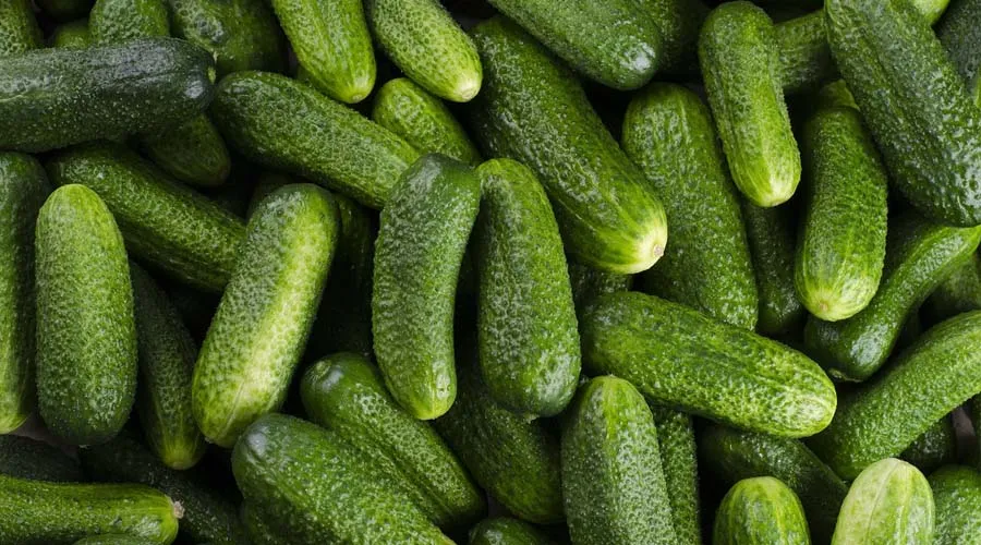 A bunch of fresh green cucumbers kept together.