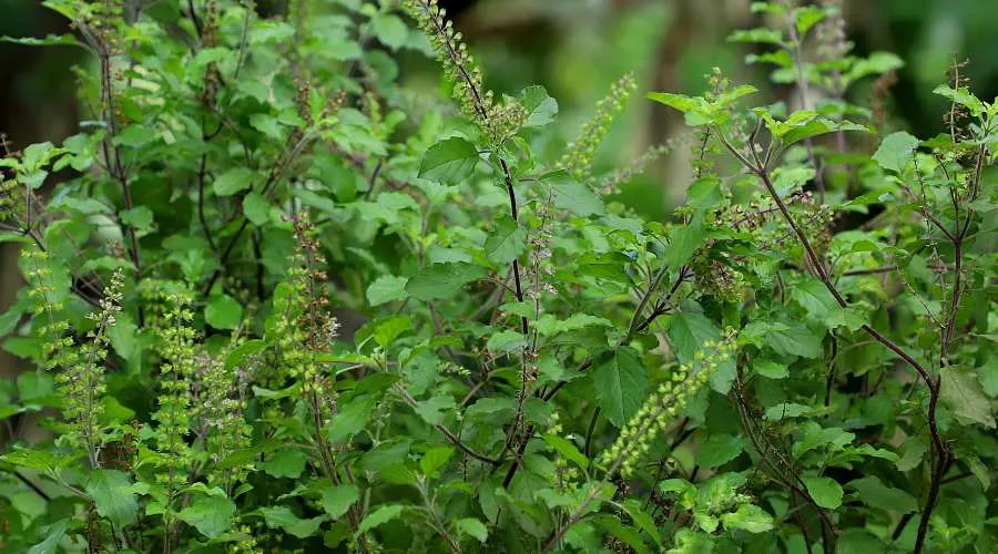 तुलसी की खेती करके किसान कमा सकते है अच्छा मुनाफा Image