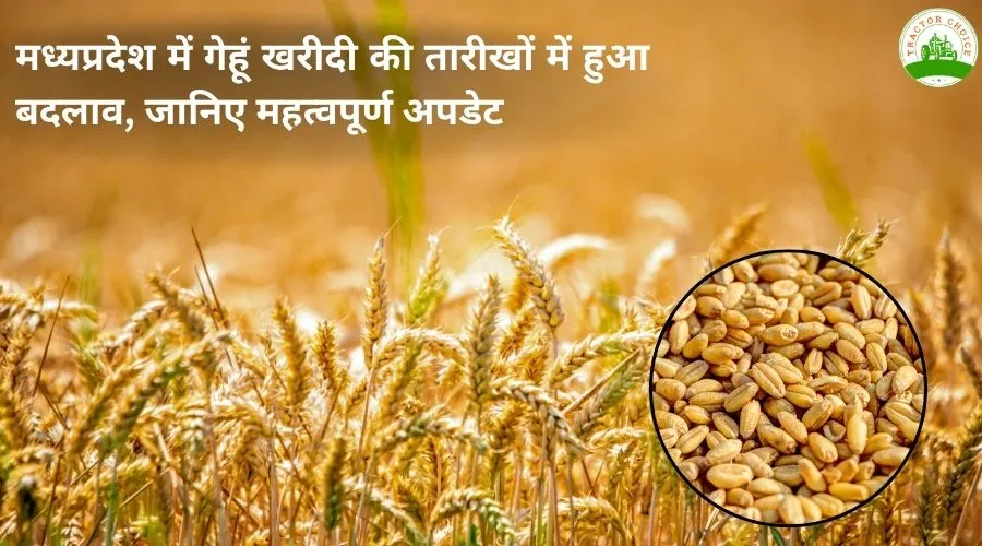 मध्यप्रदेश में गेहूं खरीदी की तारीखों में हुआ बदलाव, जानिए महत्वपूर्ण अपडेट