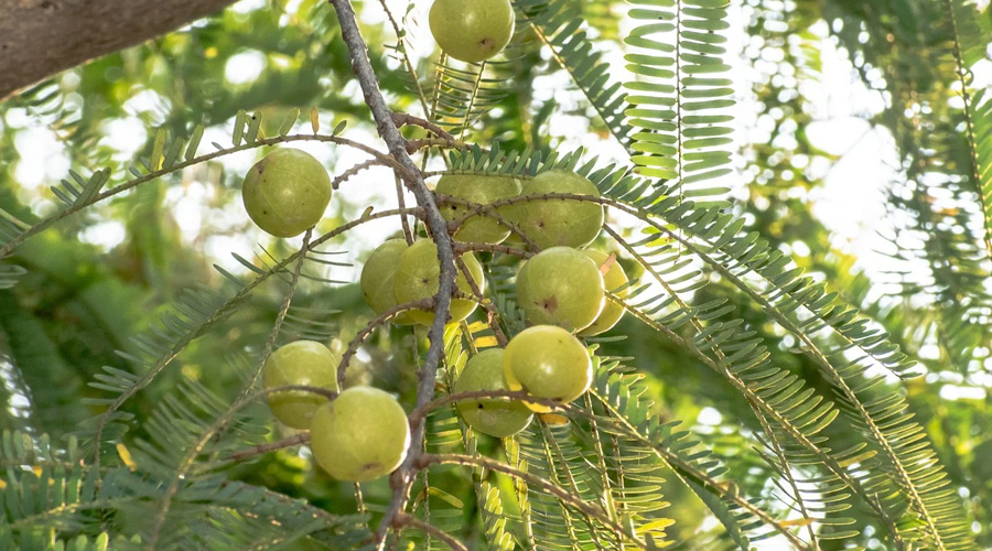 शर्दियों के दिनों में आंवला की फसल का इन कीटों से बचाव जरूरी  