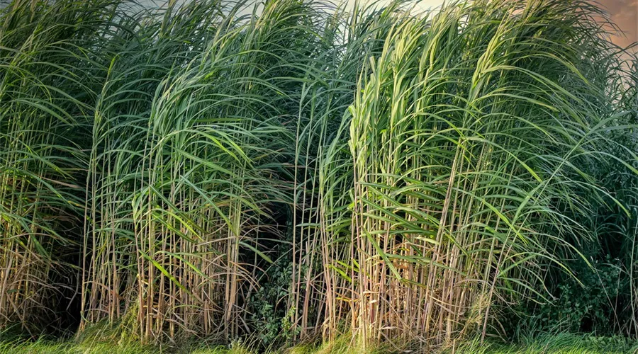 बिहार सरकार की गन्ना यंत्रीकरण योजना 2025 की महत्वपूर्ण जानकारी   Image