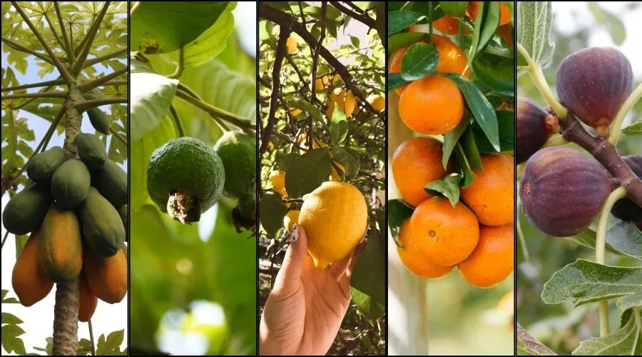 अक्टूबर में लगाएं ये 5 फलदार पौधे, पाएं भरपूर फल