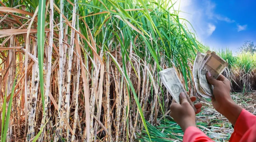 UP में गन्ने का भाव ₹30 बढ़ा, अब ₹400 प्रति क्विंटल Image