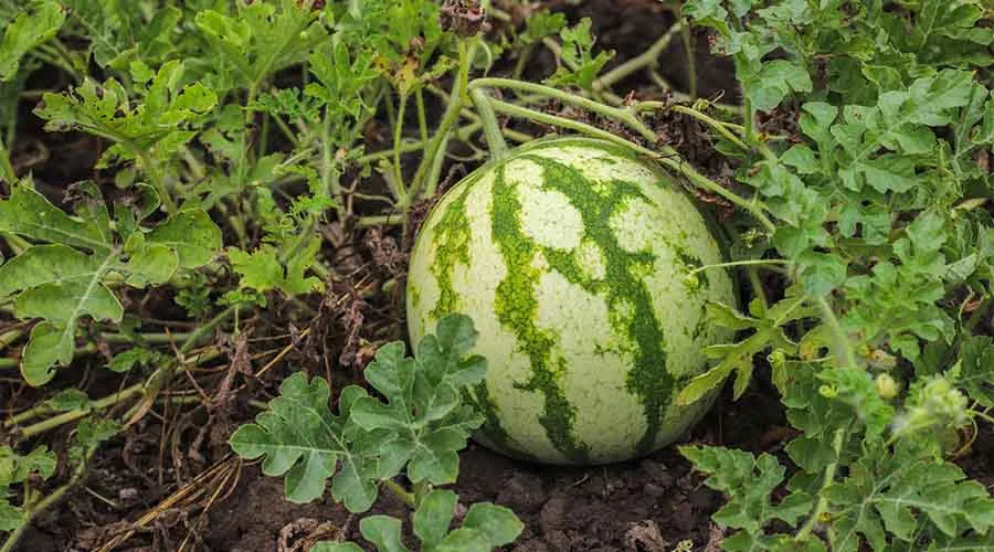 जायद सीजन में तरबूज की खेती से जुड़ी विस्तृत जानकारी Image