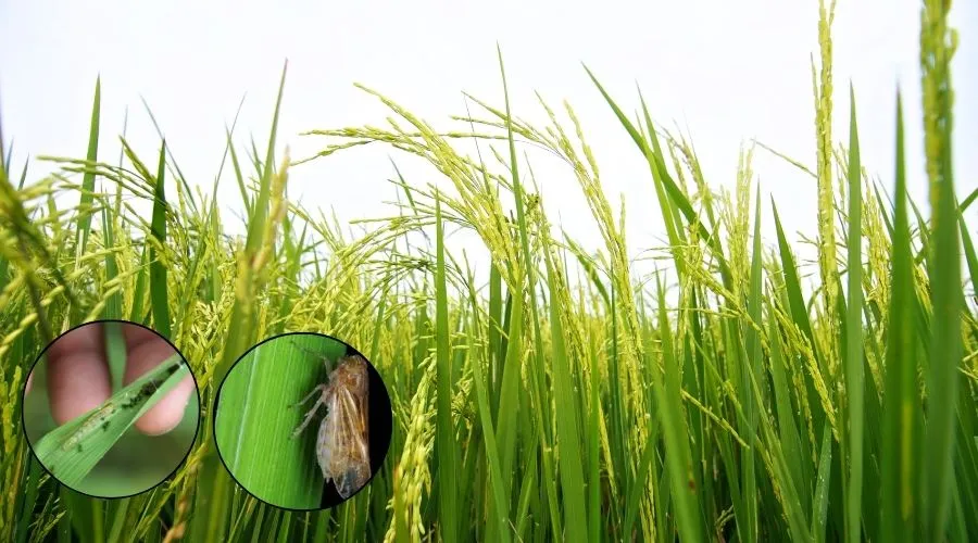 धान की खेती को प्रभावित करने वाले कीट व रोग और इनकी रोकथाम   Image