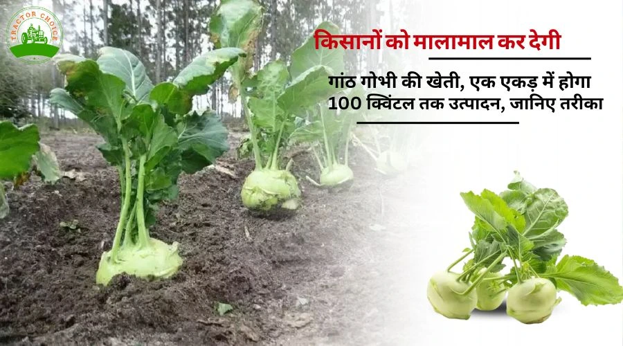 किसानों को मालामाल कर देगी गांठ गोभी की खेती, एक एकड़ में होगा 100 क्विंटल तक उत्पादन, जानिए तरीका  Image
