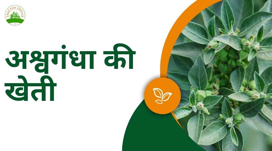 Ashwagandha Farming: अश्वगंधा की खेती करके आप भी कर सकते है मोटी कमाई, जानिए क्या है तरीका?