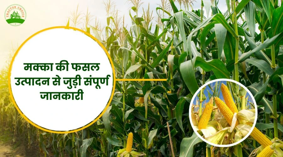 Complete information related to maize crop production.