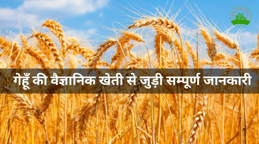 Complete information related to the scientific cultivation of wheat.