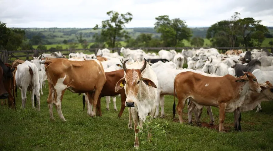 Herd of cows grazing in a green pasture