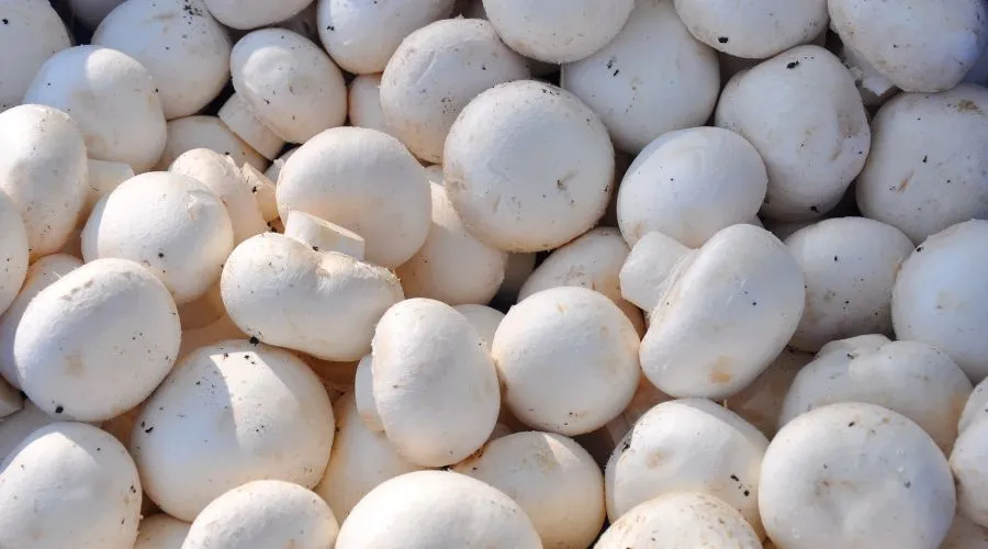 मशरूम की खेती में आने वाली प्रमुख 10 समस्याएं और उनका समाधान  Image