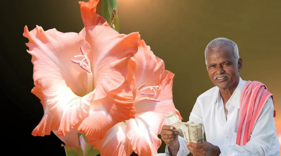 ग्लेडियोलस फूल खेती: धनवंतरी किस्म से ज्यादा मुनाफा