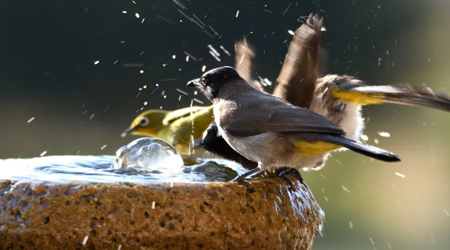 पशु-पक्षियों को गर्मी के प्रचंड प्रकोप से बचाने के लिए महत्वपूर्ण एडवायजरी Image