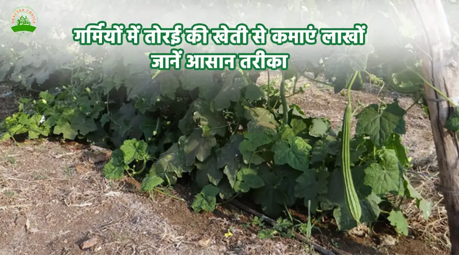 गर्मियों में तोरई की खेती से कमाएं लाखों, जानें आसान तरीका