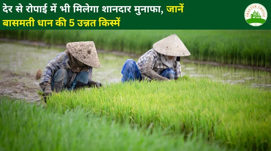 देर से रोपाई में भी मिलेगा शानदार मुनाफा, जानें बासमती धान की 5 उन्नत किस्में
