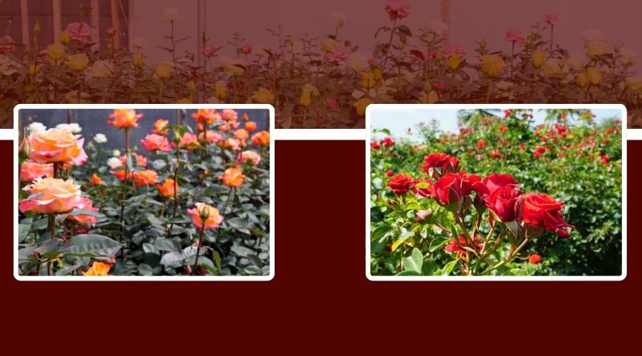 भारत में तैयार की गई गुलाब की किस्मों की जानकारी 