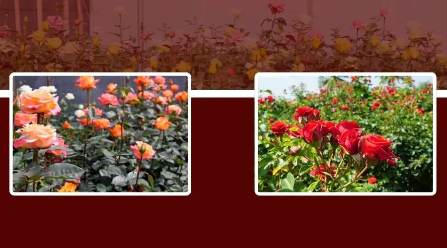 भारत में तैयार की गई गुलाब की किस्मों की जानकारी  Image