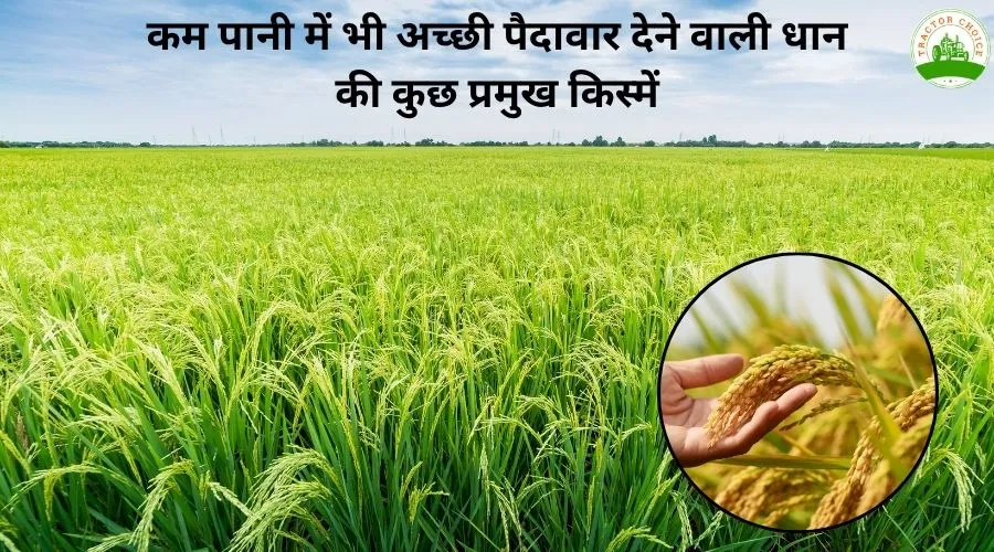 कम पानी में भी अच्छी पैदावार देने वाली धान की कुछ प्रमुख किस्में