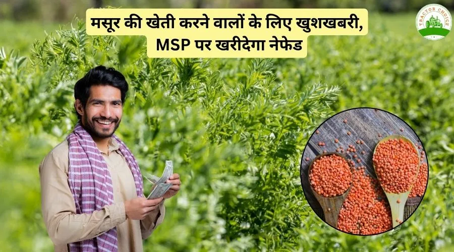 मसूर की खेती करने वालों के लिए खुशखबरी, MSP पर खरीदेगा नेफेड