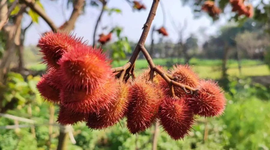 सिंदूर की खेती और इसको बनाने की प्रक्रिया से जुड़ी जानकारी  Image