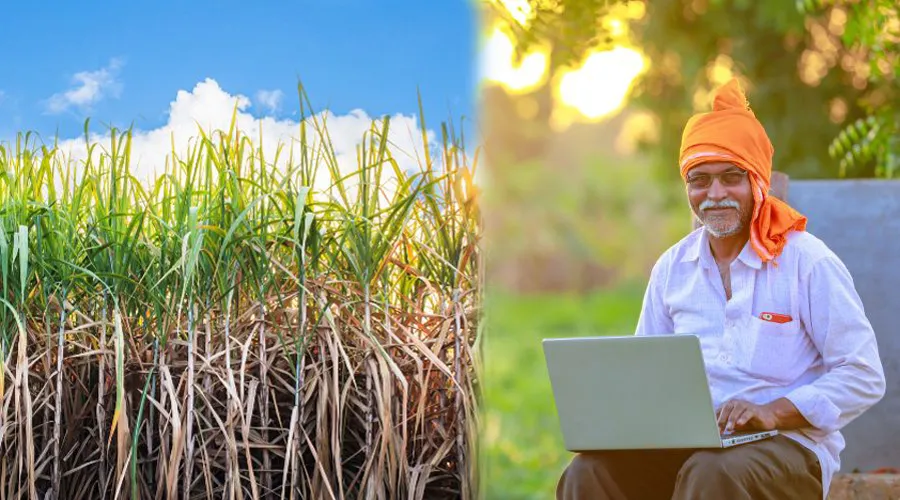 गन्ना सर्वेक्षण नीति जारी जल्द करें यह काम वर्ना होगा नुकसान   Image