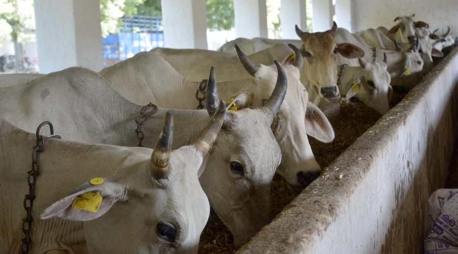 गंगातिरी नस्ल की गाय को होने वाली बीमारियों और उनकी रोकथाम की सम्पूर्ण जानकारी 