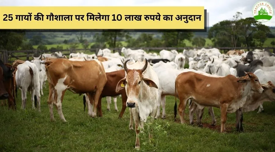 25 गायों की गौशाला पर मिलेगा 10 लाख रुपये का अनुदान