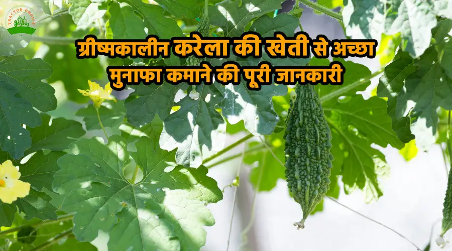 ग्रीष्मकालीन करेला की खेती से अच्छा मुनाफा कमाने की जानकारी
