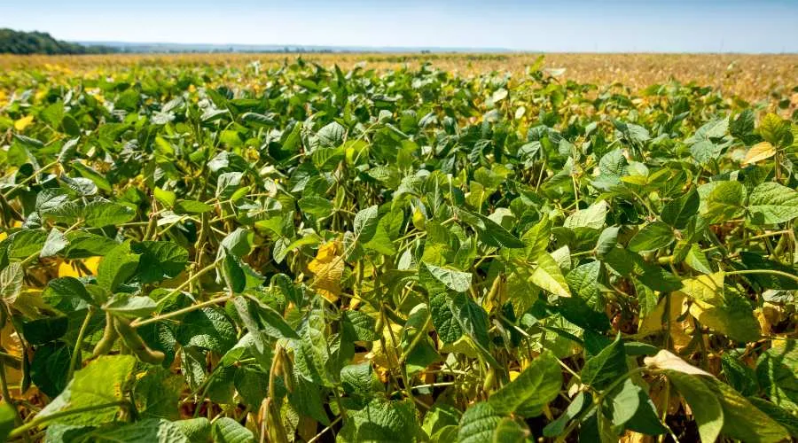 सोयाबीन की खेती में लगने वाले मुख्य रोग क्या है ?  Image