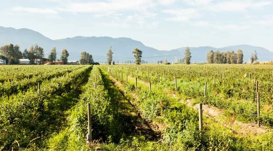 एमपी उद्यानिकी विभाग योजना 2024 क्या है ?