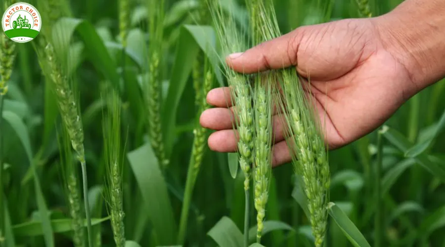 श्रीराम सुपर 303: गेहूं की वो किस्म जिसे रोग छू भी नहीं सकते