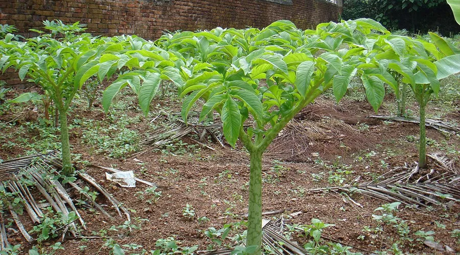 सूरन की खेती संबंधित विस्तृत जानकारी  Image