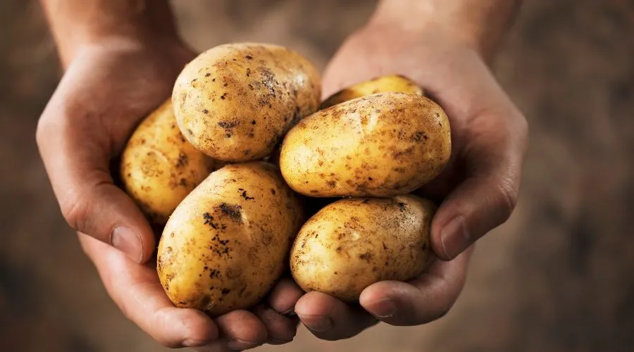 उत्तर प्रदेश सरकार का बड़ा फैसला: किसानों को अब 800 रु./क्विंटल छूट पर मिलेगा आलू बीज Image