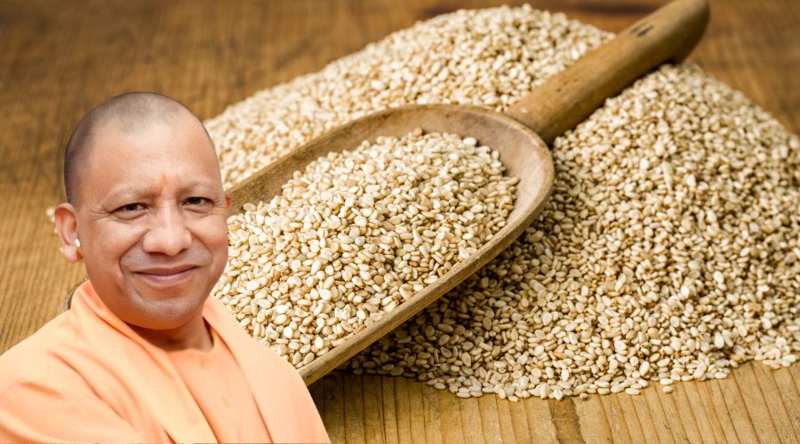 योगी सरकार ने तिल की खेती हेतु बीज पर भारी अनुदान का ऐलान किया  