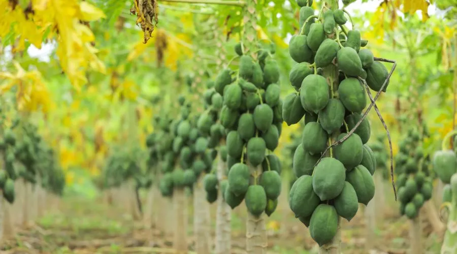 Papaya Farming -  पपीते की खेती कैसे की जाती है Image