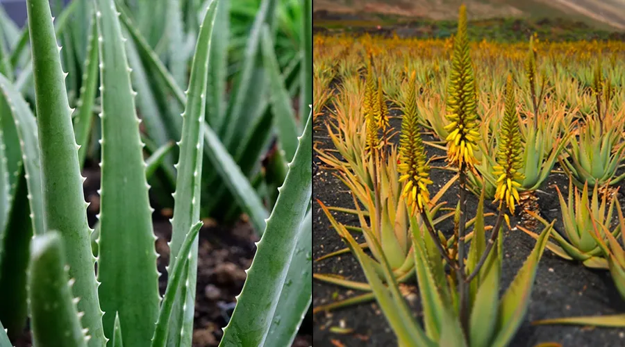 एलोवेरा से होने वाले फायदे और नुकसान  Image