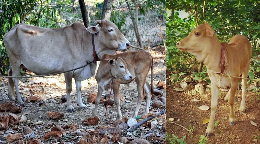 वेचुर गाय: सबसे छोटी नस्ल की गाय के बारे में जानकारी   Image