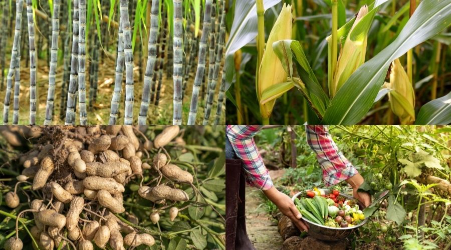 अगस्त माह के कृषि कार्यों की महत्वपूर्ण जानकारी 
