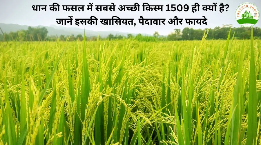 धान की फसल में सबसे अच्छी किस्म 1509 ही क्यों है? जानें इसकी खासियत, पैदावार और फायदे