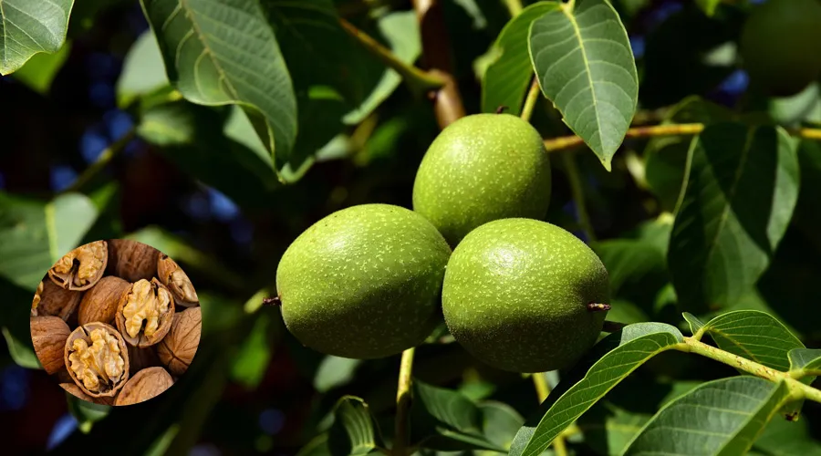 Walnut farming guide covering soil, climate, varieties, planting, disease management, and harvesting for profitable cultivation.
