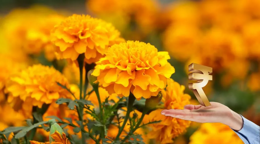 गेंदा की इस नई किस्म से कम लागत में मिलेगा अधिक मुनाफा       Image