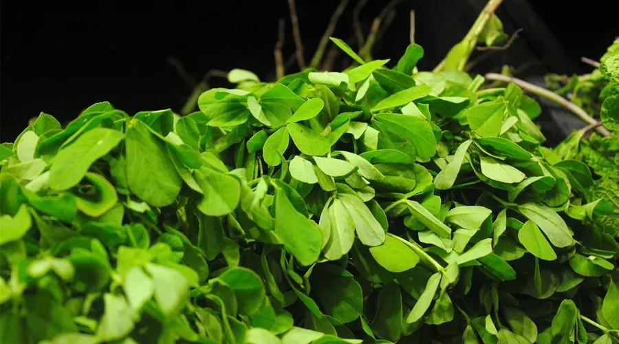 Freshly harvested fenugreek (methi) leaves.