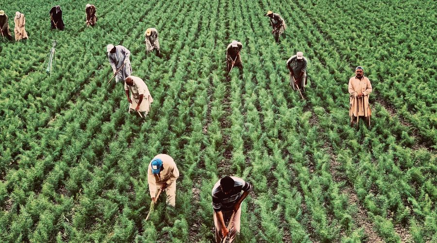 पीएम आशा योजना 2025: किसानों के लिए पूरी जानकारी