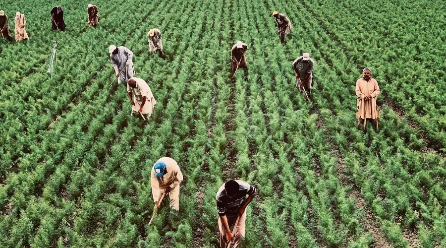 पीएम आशा योजना 2025: किसानों के लिए पूरी जानकारी Image