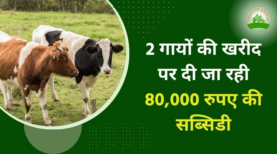 Get a subsidy of ₹80,000 on the purchase of two cows