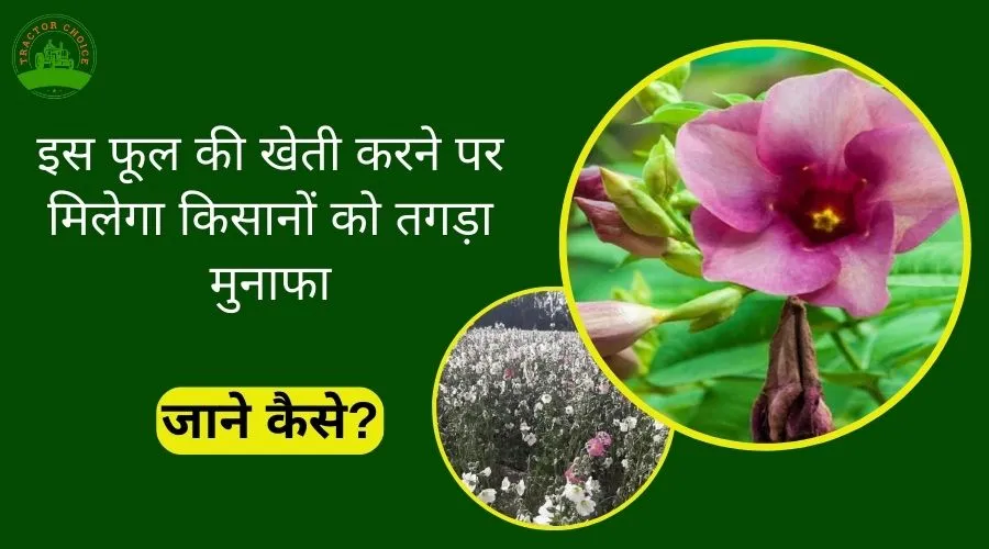 High Profit Flower Farming Guide